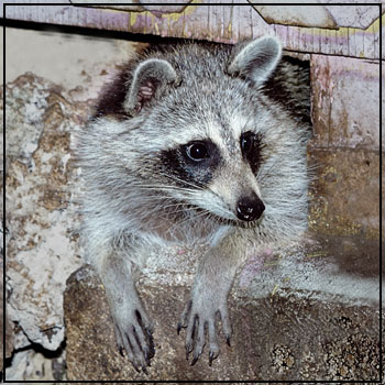 How Dangerous are Raccoons?